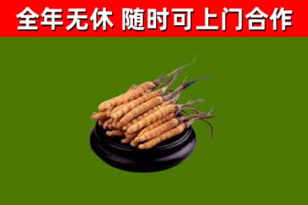 贞丰县回收散虫草