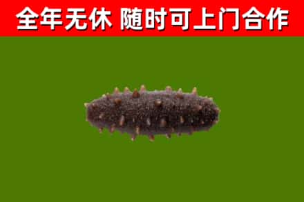 贞丰县回收海参干